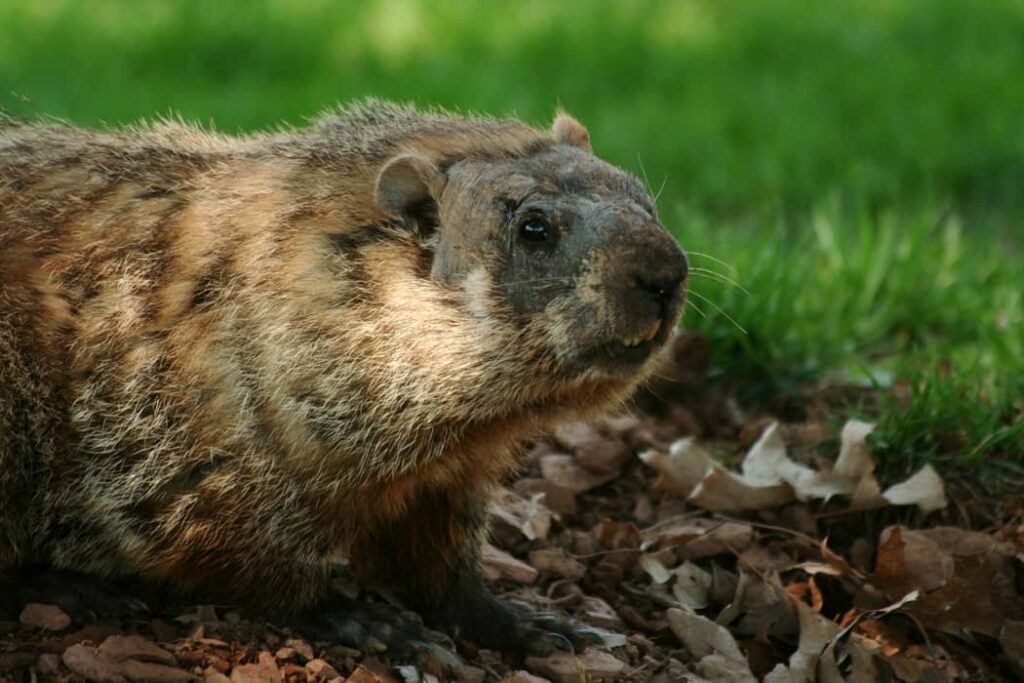 Una marmota saliendo de su escondite