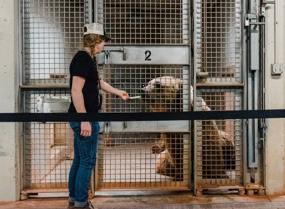 Mujer da de comer a un oso grizzly en el zoológico