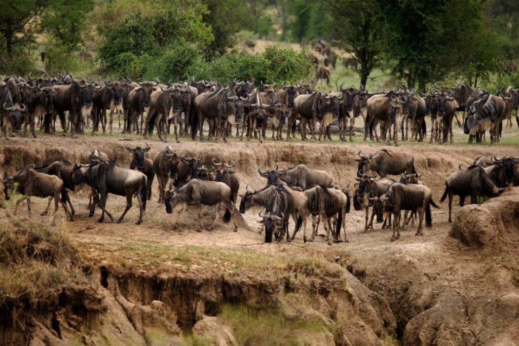 Manadas de Ñus Parque Nacional Serengeti
