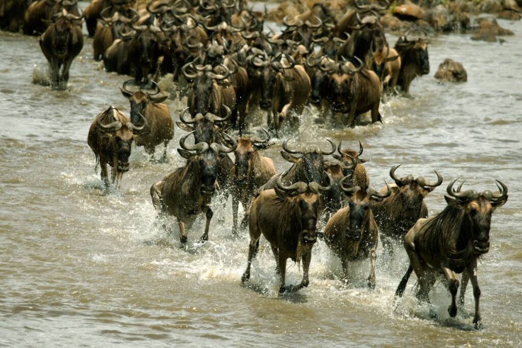 Ñus corriendo en el río, Tanzania, África