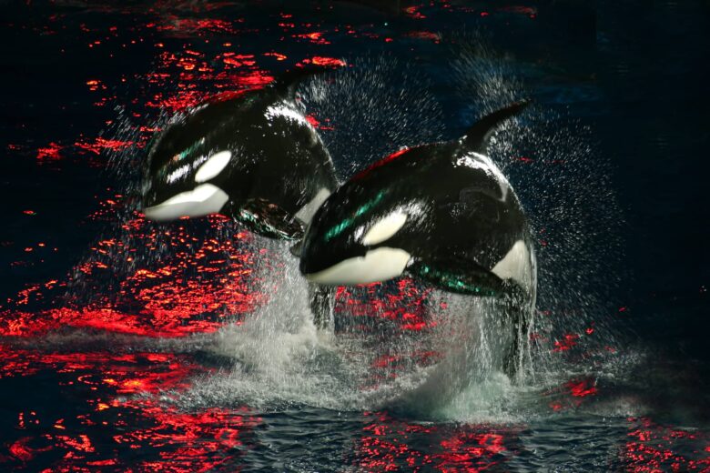 Orca Características y Curiosidades