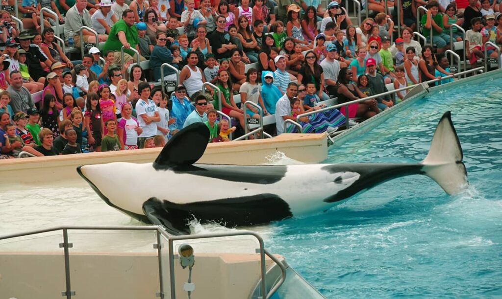 Atracción con la famosa orca Shamu
