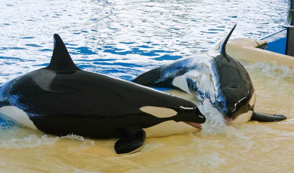 Orcas en el Loro Parque