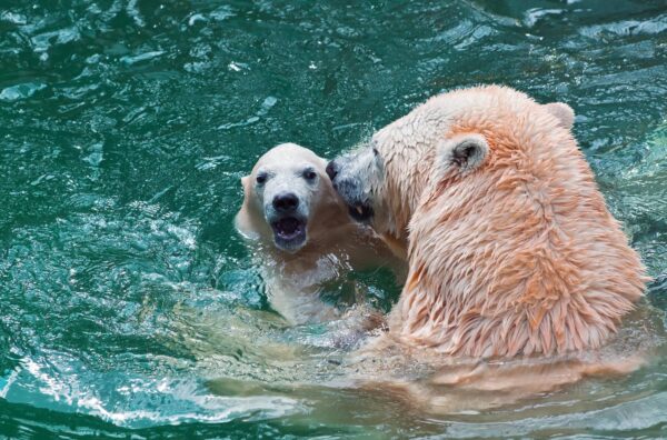 Oso Polar Características y Curiosidades