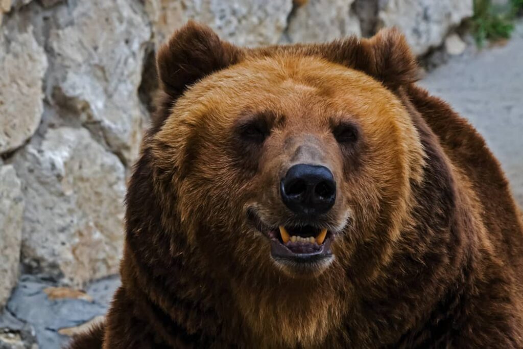 Oso gris de cerca