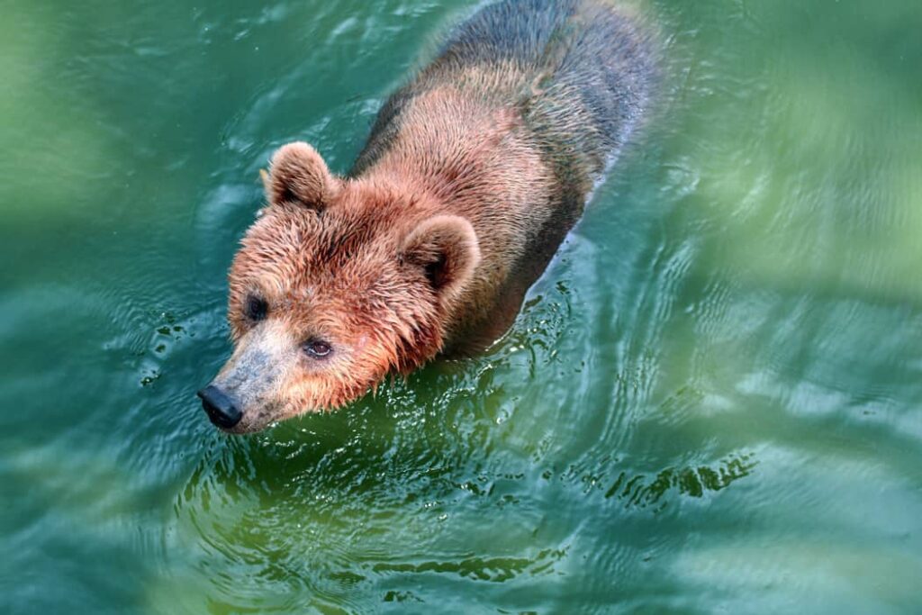 Oso grizzly en el agua