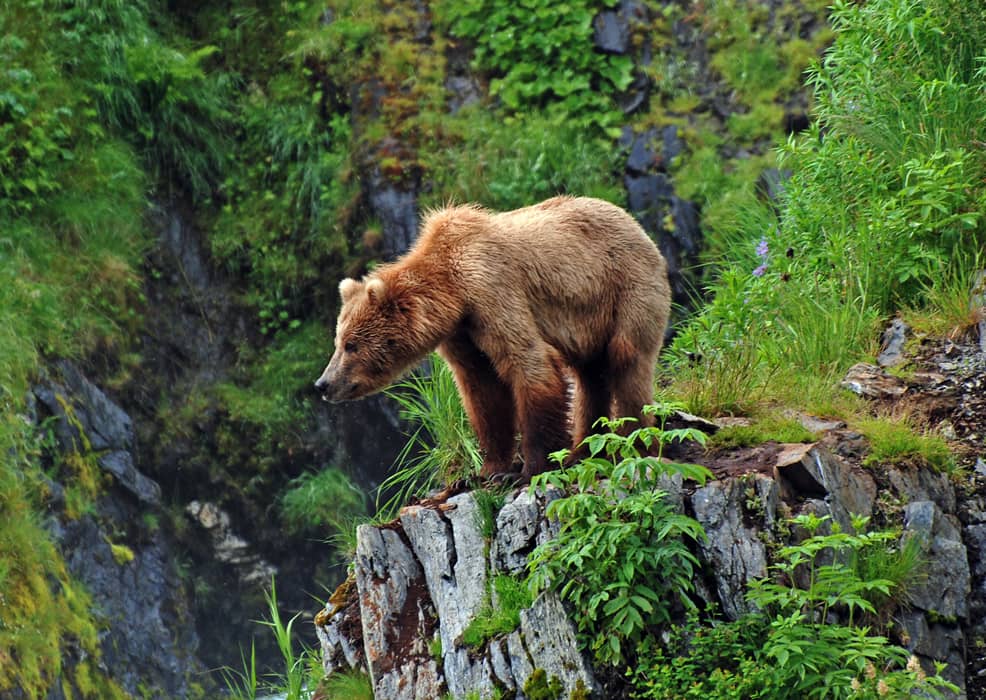 Oso grizzly observando el hábitat cerca