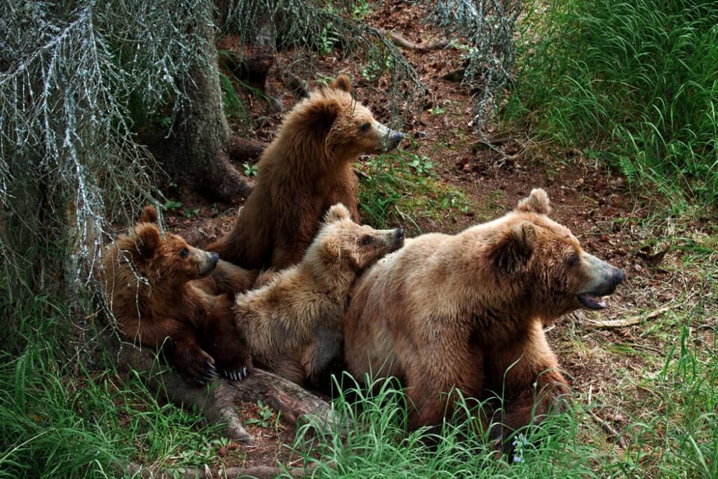 Osos Grizly en el Parque Nacional de Katmai