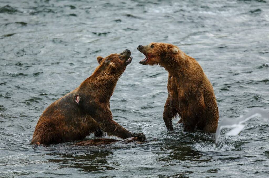 Osos grizzly luchando