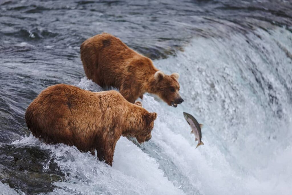Osos grizzly salvajes pescando salmones