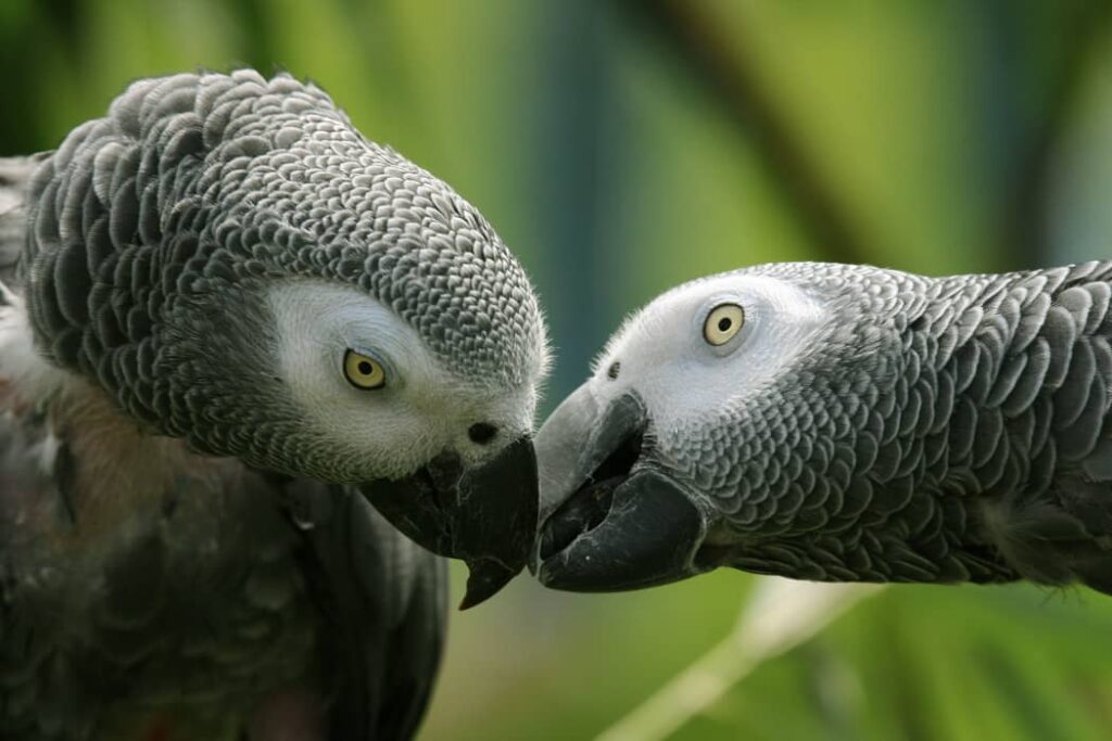Pareja de loro gris africano