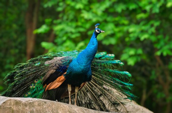 Pavo Real Características y Curiosidades