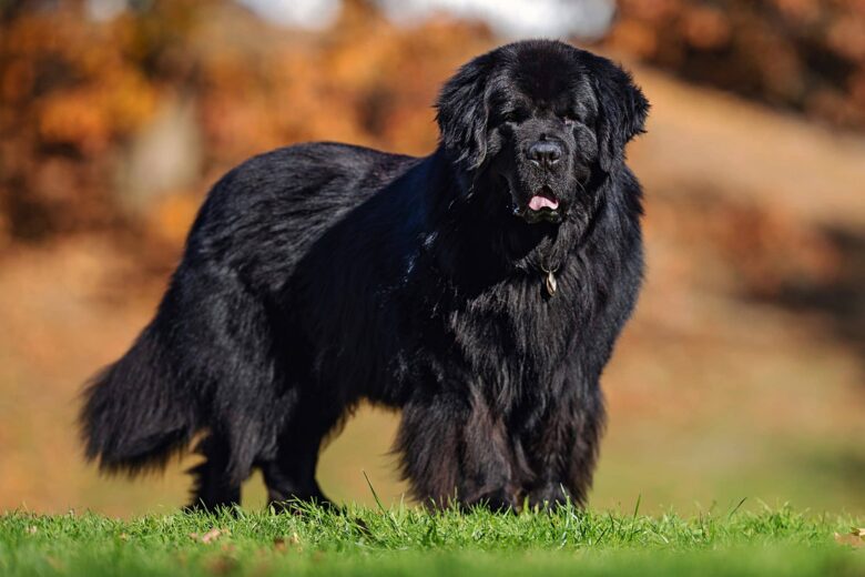 Perro Terranova Características y Curiosidades