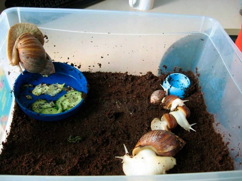 Propietarios de Caracoles Romanos