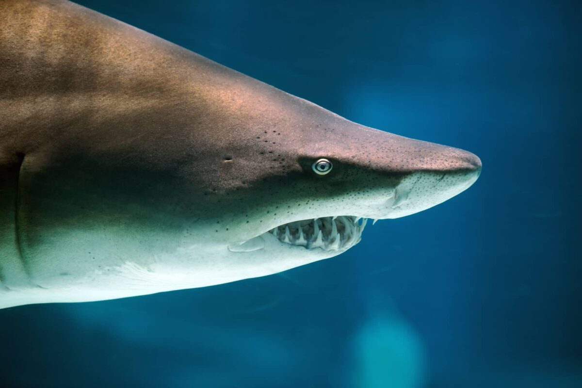 Tiburón Blanco Características y Curiosidades