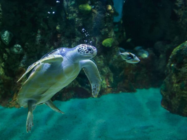 Tortuga Verde Marina y sus Características
