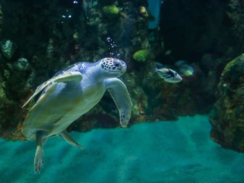 Tortuga Verde Marina y sus Características