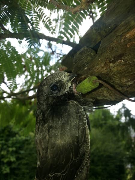 Vencejo Común en un árbol