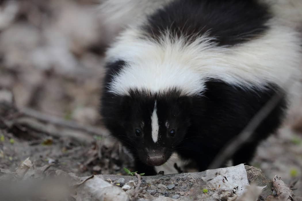 🦨 Zorrillos Características y Curiosidades » Animales Salvajes