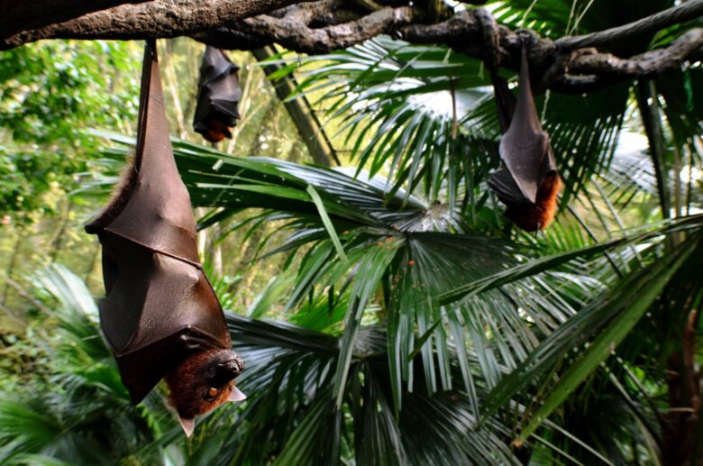 Animales que Vuelan que no son Aves