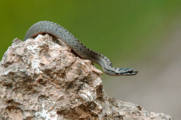 Culebra Lisa Europea en la Naturaleza Salvaje