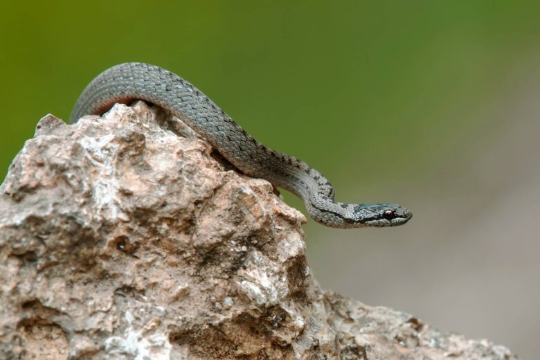 Culebra Lisa Europea en la Naturaleza Salvaje