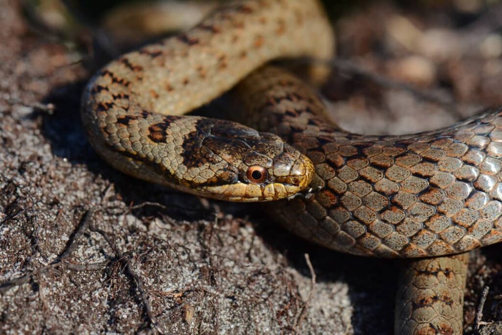 Culebra lisa macho