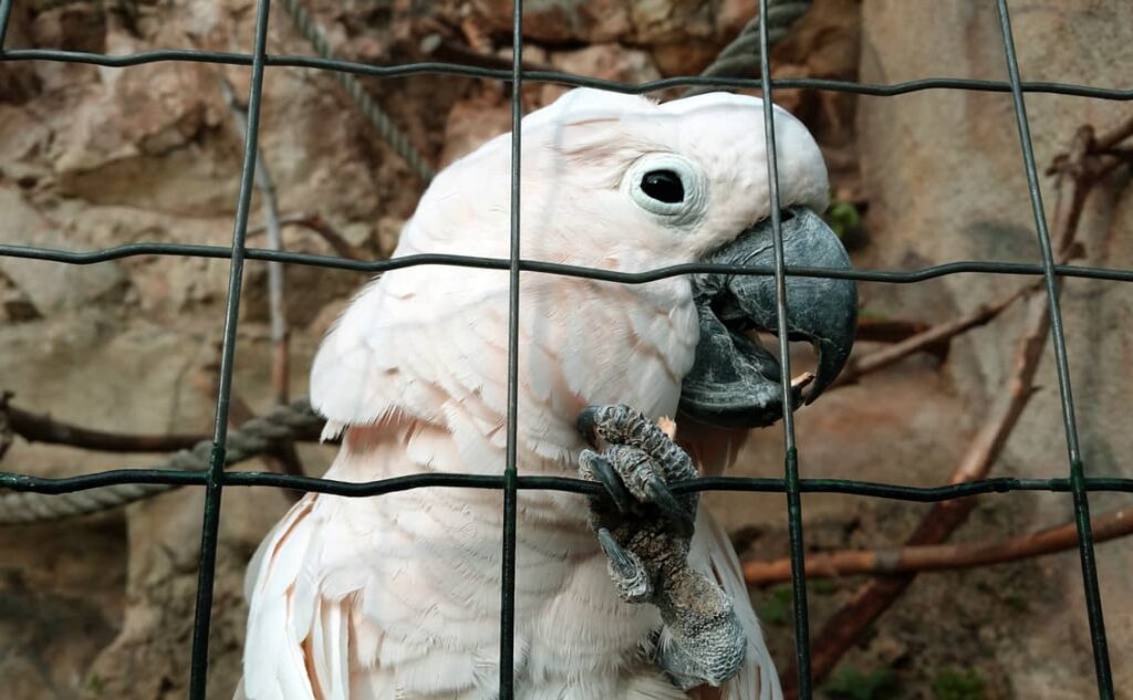 Foto de Cacatúa Alba
