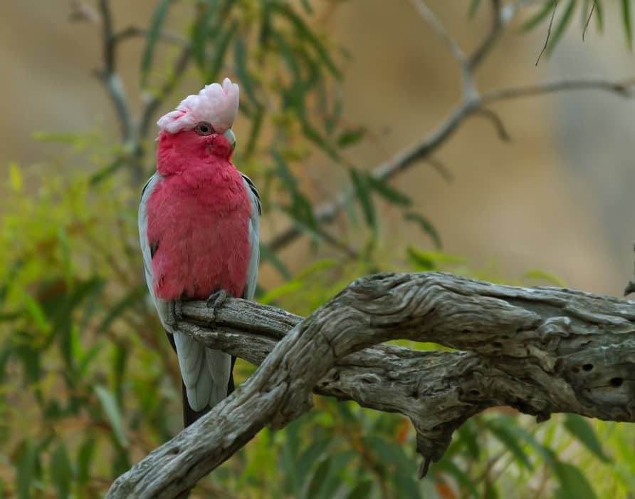 Foto de Cacatúa Galah