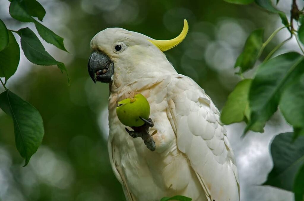 Foto de la Cacatúa Galerita