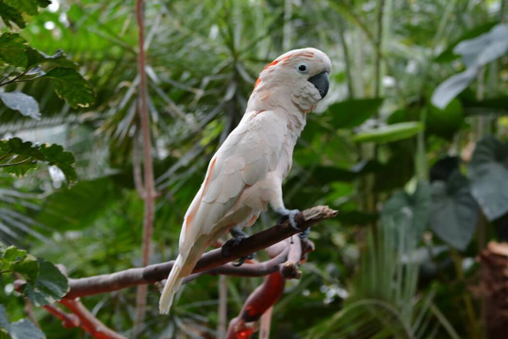 Foto de Cacatúa Moluqueña
