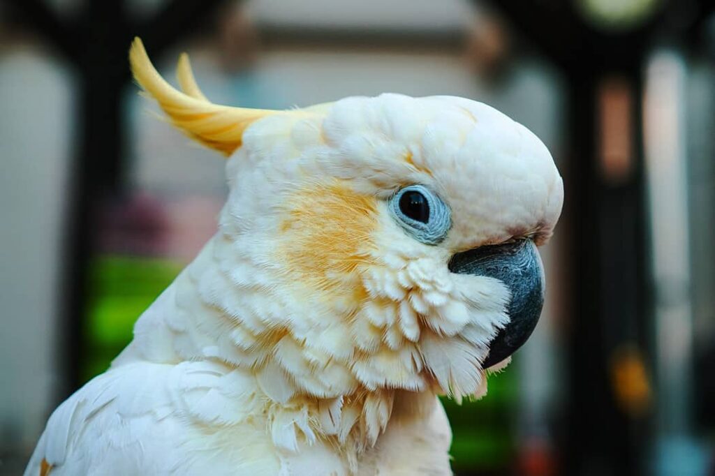 Foto de Cacatúa Oftálmica​