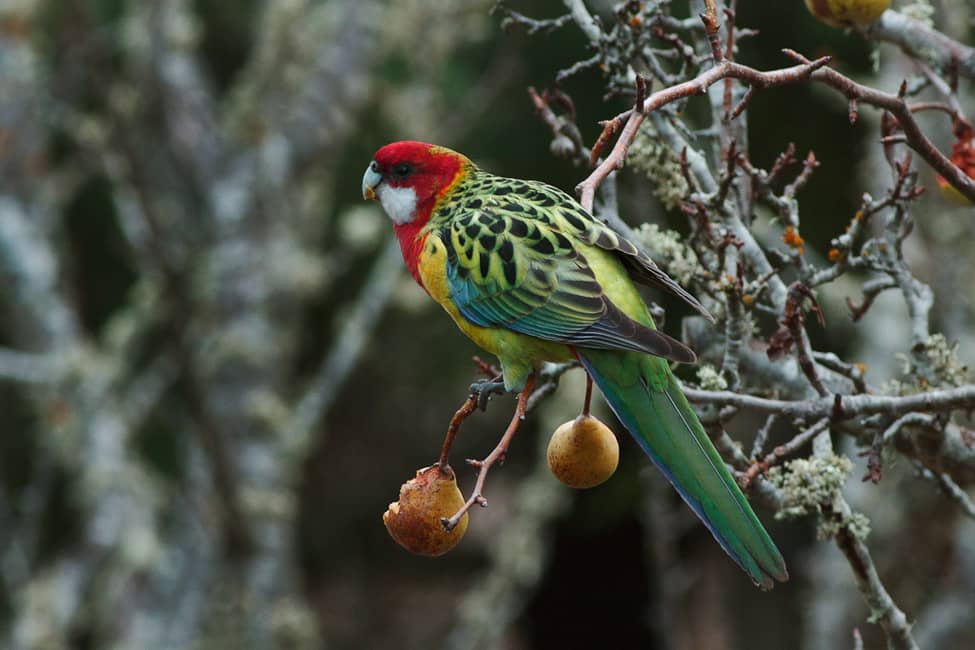 Foto de la Rosella Común