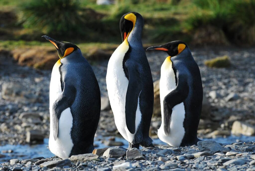 Pingüinos emperador, Antártida, hemisferio sur
