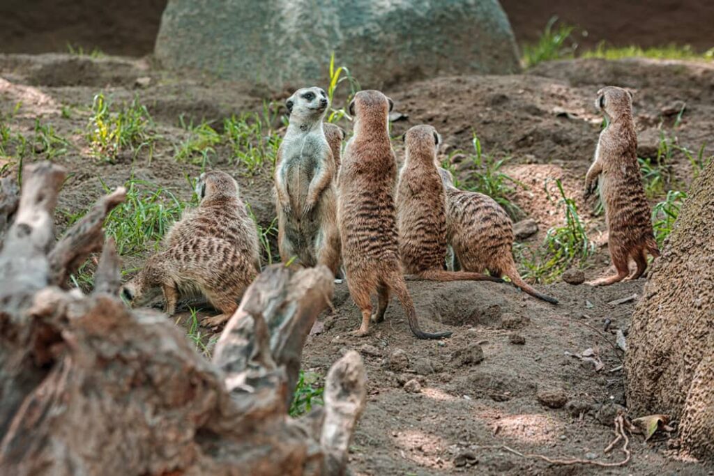 Grupo de suricatas en su hábitat natural