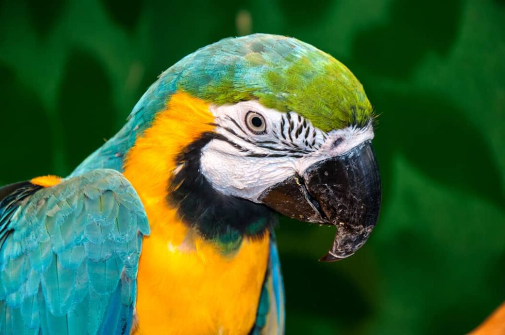 Foto del Guacamayo azul y amarillo