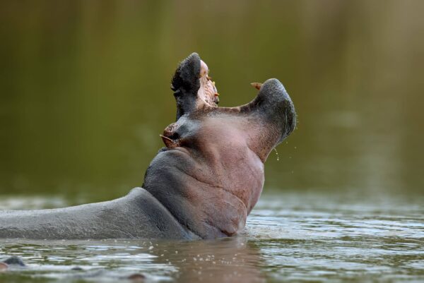 Hipopótamo Características y Curiosidades