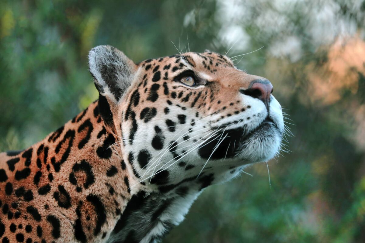 Jaguar Características y Curiosidades