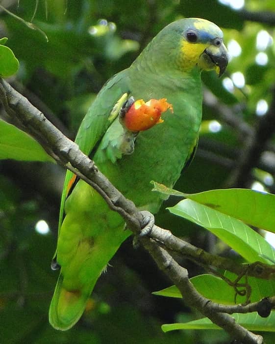 Foto del Loro Guaro