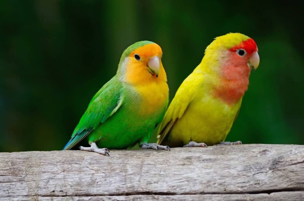 Foto de Loros Inseparables