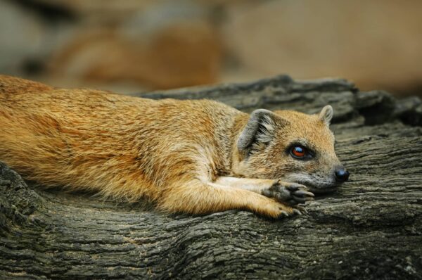 Mangosta Características y Curiosidades