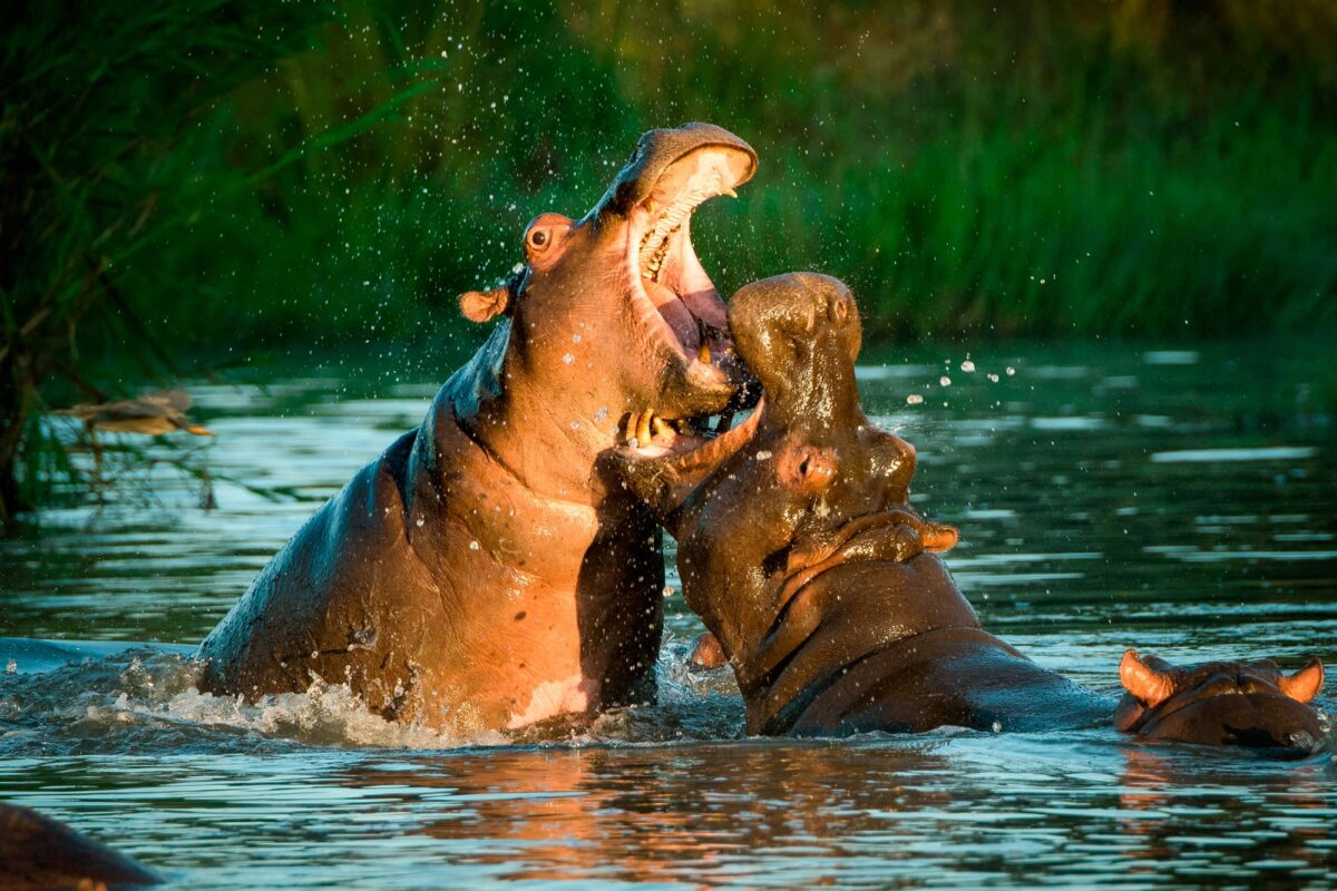 Top Mordedura de Animales más Fuertes
