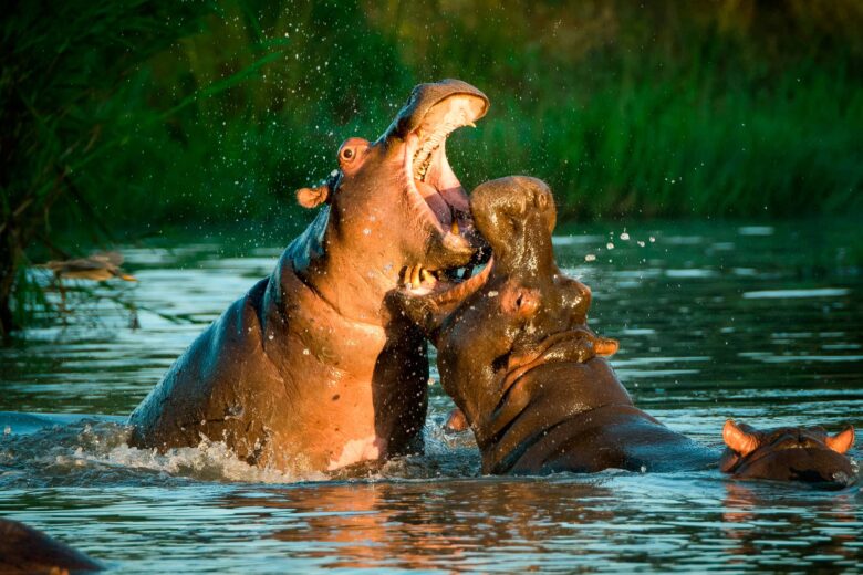 Top Mordedura de Animales más Fuertes