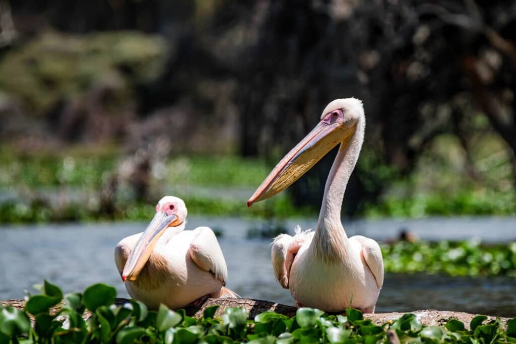 Dos pelícanos rosados o Pelecanus onocrotalus 