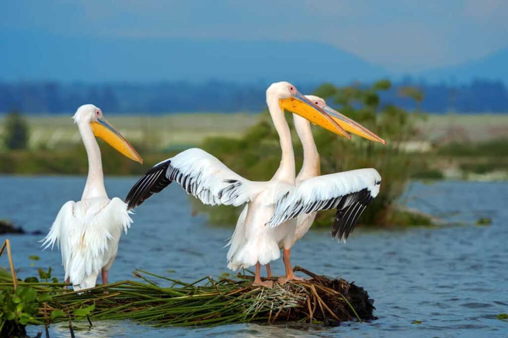Pelícano blanco en un lago, Kenia, África