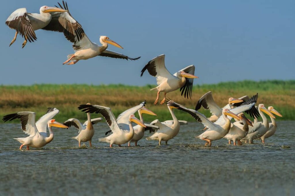 Pelícanos en el Delta del Danubio