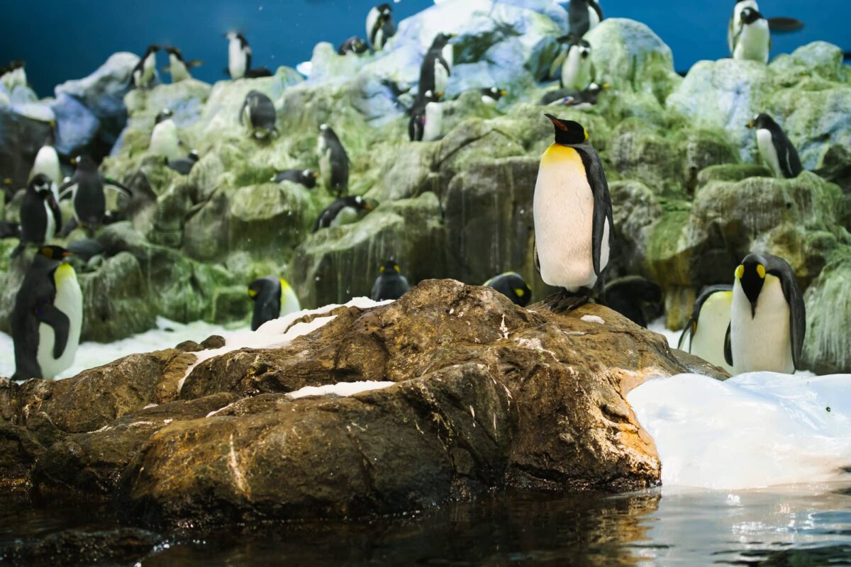 Pingüino Emperador Características y Curiosidades