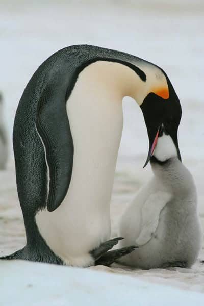 Pingüino emperador aprovisionando a un polluelo