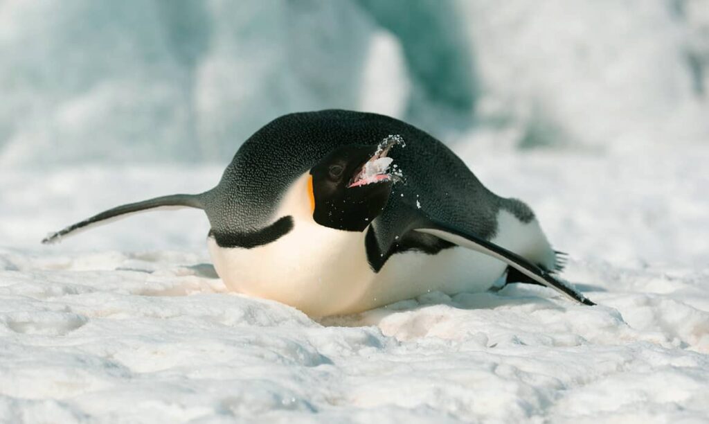 Pingüino emperador comiendo nieve en Snow Hill