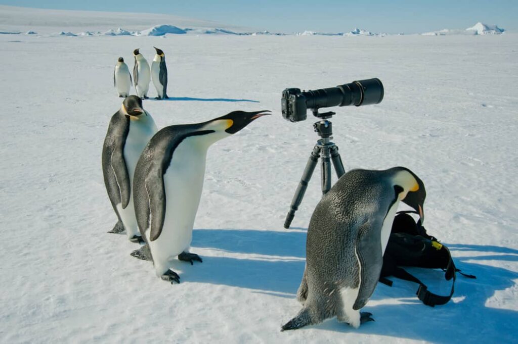 ???? Pingüino Emperador: Características » Animales Salvajes